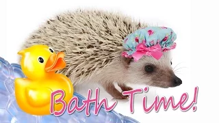 How to Give a Hedgehog a Bath