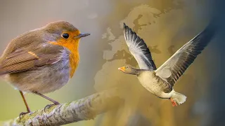 Lietuvoje įsibėgėja pavasaris – pamatykite, kokie paukščiai jau parskrido į mūsų šalį