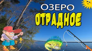 Рыбалка на озере Отрадное. Ленинградская область.