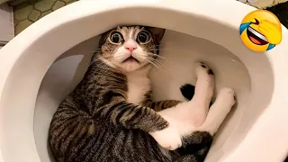 Funniest Animals 2023 😂 | Best Funny Cats and Dogs | Funny Animal Videos🐱🐯 #18