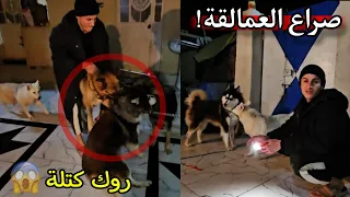 كلب ضخم اول مرة يدخل بيتي حته يتزوج من ريفه _ لاكن كلبي روك كسر الباب وطلع كتلة 😨🔥
