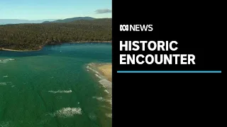 First encounter between Europeans and Tasmanian Aboriginal people didn't go as planned | ABC News