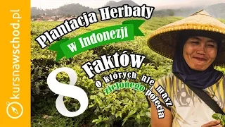 8 faktów o herbacie na plantacji herbaty  | Indonezja | Kurs na Wschód
