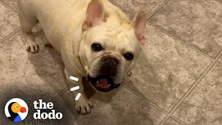 Stubborn Frenchie Hilariously Argues With Mom For 3 Hours Over Dinner | The Dodo