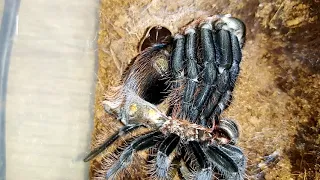 Линька паука птицееда Brachypelma vagans (Tliltocatl vagans)