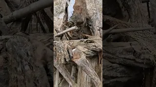 The Smoked Bodies of the Highlands of Papua New Guinea 🇵🇬