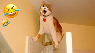 🐕🐱 Best Cats and Dogs Videos 😂😂 Best Funny Animal Videos # 18