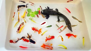 Most Amazing Catch Colorful Ornamental Fish, Axolotl, Radtang, Koi, Tetra, Turtle, Spadefish, Angel