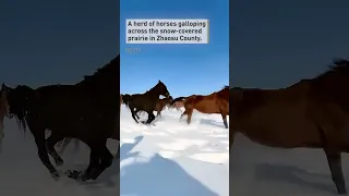 Stunning video of horses galloping across snow-covered prairie