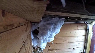 Wasp Nest Destroyer Foam Timelapse!
