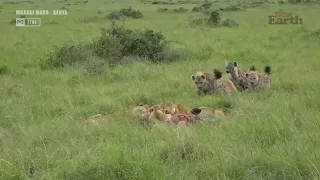 Lions Hunt And Eat Warthog Alive Before Hyenas Try To Take Over