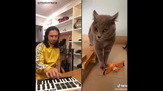 кот поёт под музыку