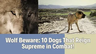 10 Dog Breeds That Can Defeat a Wolf in a Fight