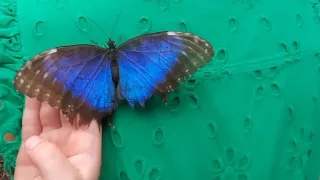 I feel happy!  Giant butterfly morpho