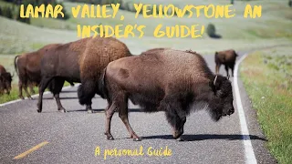 Lamar Valley #yellowstone  : An Insider’s Guide!