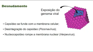 Replicação Viral - Fitopatologia Agrícola - Prof. Ismaele Lima