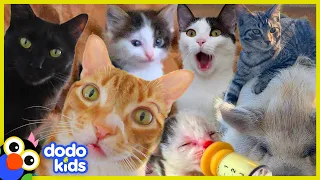 These Cats Did What?! | 30 Minutes Of Cat Stories | Dodo Kids
