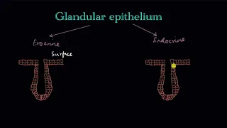 Glandular epithelium | Structural organization in animals | Biology | Khan Academy