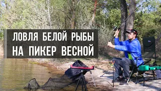 Ловля белой рыбы на пикер весной: густера, плотва, уклейка на Печенежском водохранилище