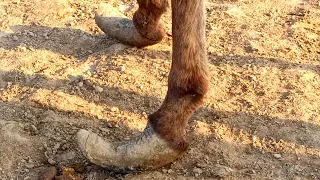 Little donkey is too uncomfortable Donkey hooves are like a pair of high heels - Grandpa trim hooves