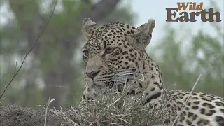 WildEarth - Sunset - 25 October 2021