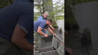 How to set wire nets for catfish