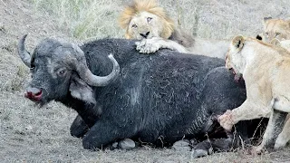 Crying! Buffalo Become Food of Lions and Hyenas