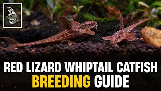 Red Lizard Whiptail Catfish Breeding Guide & Caring Tips | Serendib Aquatics