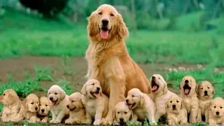 Beautiful Relaxing Music Mom Golden Retriever Dog Giving Birth To 14 Cute Puppies- Life Of Dog