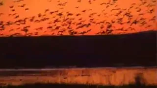 fly out - Bosque Del Apache