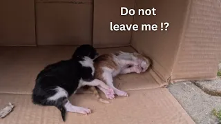 A kitten asks for help from her dead brother next to her.