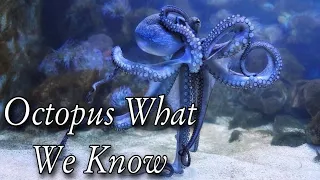 Octopus What We Know. Octopus Intelligence Experiment Takes an Unexpected Turn