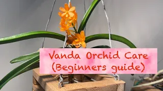 Vanda Orchid Care For Beginners | Tutorial | Seminar