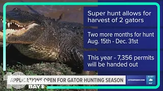 New Alligator Super Hunt permit applications open Friday