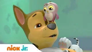 Щенячий патруль | Малыш Ухты | Nick Jr. Россия