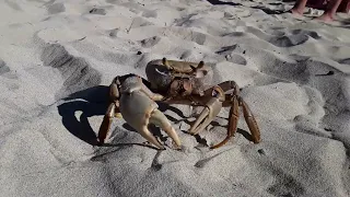 Felipe Stubbs Melia Las Antillas Varadero Cuba Large Crab at the Beach