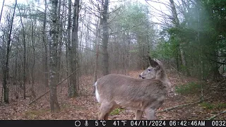 Trail Camera Videos - April 11, 2024 - Deer and Turkey