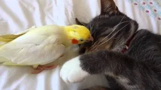 Bird annoying cat