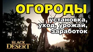 🌱 Гайд по огороду в БДО (заработок, виды семян, выбор места) Black Desert (MMORPG - ИГРЫ)