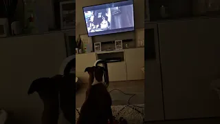 Dog watching 101 Dalmatians. #dog #dogs #doglover #dalmatians