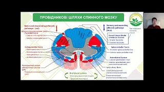 Лекція: "Фізіологія стовбуру головного мозку. Частина 1"