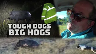 Big Hogs, Tough Dogs | Pig Hunting Australia | Hog Hunting | Wild Boar | Bristle Up | Mad Mick