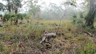 Fine florida public land buck! (Florida wma muzzleloader hunt)