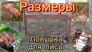 🦊 Размеры, конструкция ловушки для лисы. 🦊 Как поймать лису. 🦊