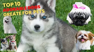Cuteness Overload: Top 10 Adorable Dogs to Melt Your Heart as pets..