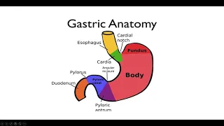 Gastric motility disorders