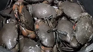 KEPITING DIMASAK SAOS MERAH