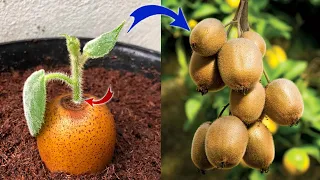 Few people know that kiwi can be propagated this way | Relax Garden