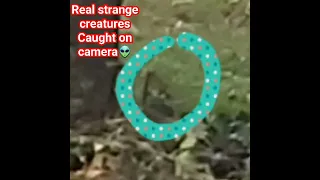 👽real strange creatures on camera 😱 #shorts #elves #pixie #duende #duwende #engkanto #alien #creepy