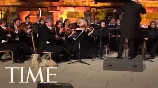 A Stray Dog Casually Walks On Stage During A Live Orchestra Performance And Steals The Show | TIME
